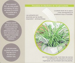 Les plantes dpolluantes