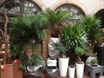 Plantes d&#039;intérieur d&#039;exception