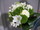 Fleurs mariage : bouquet de marie