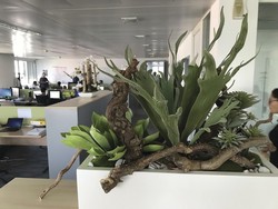 Des PLANTES chez les professionnels!